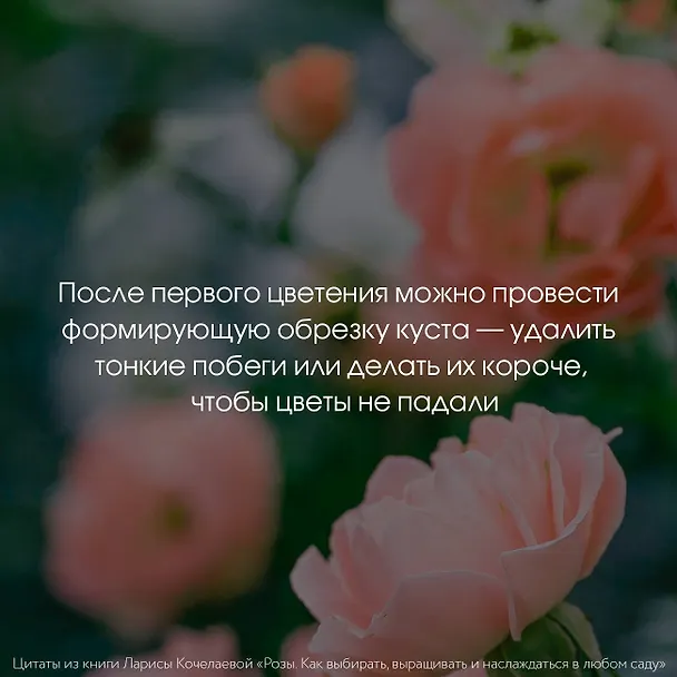 Книга Розы. Как выбирать, выращивать и наслаждаться в любом саду (Лариса Кочелаева) — 11