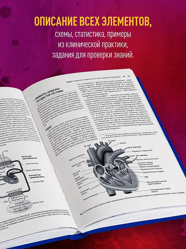 Книга Сердечно-сосудистая система. Анатомия и физиология в покое и при физических нагрузках (Бо Фернхол, Дэнис Л. Смит) — 6