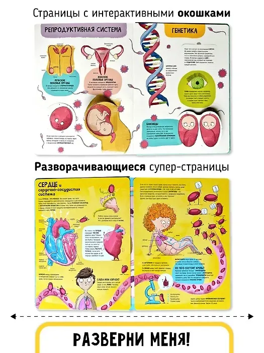 Книга Мои первые открытия «Тело человека» (Аня де Ломберт) — 7