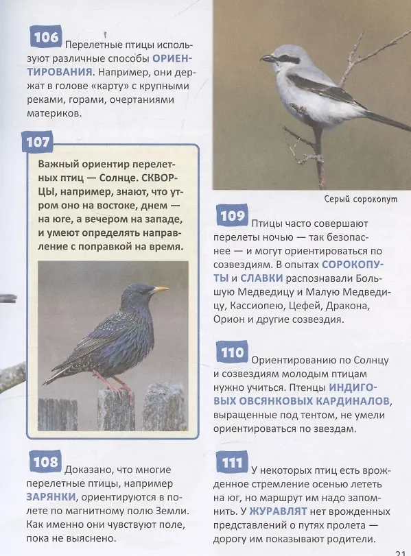 Книга Птицы. Энциклопедия российского школьника (Пётр Волцит) — 5
