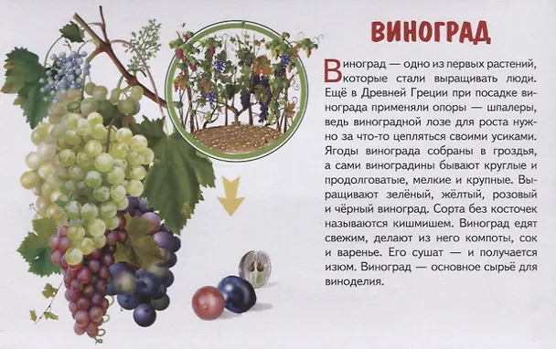 Книга Обучающие карточки "Садовые ягоды" () — 4