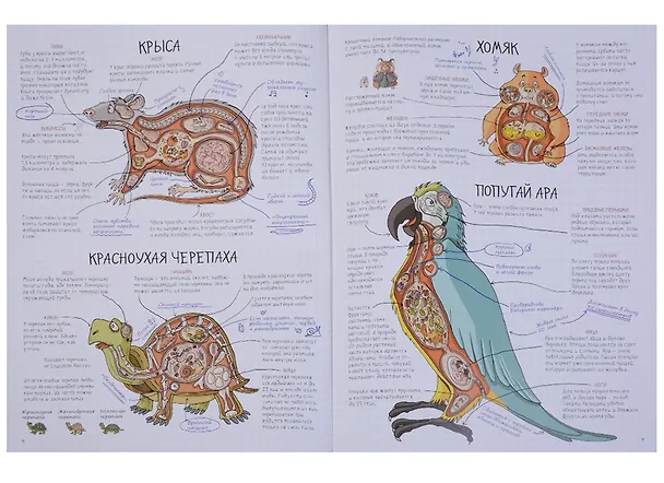 Книга Как устроены животные (Никола Кухарска) — 7