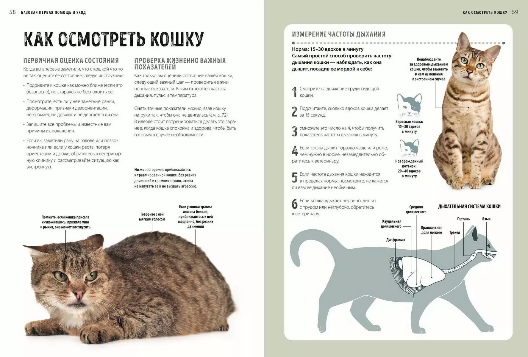 Первая помощь кошкам. Осмотр, действия в экстренных ситуациях, аптечка первой  помощи, здоровье (Дженнифер Паркер) - купить книгу с доставкой в  интернет-магазине «Читай-город». ISBN: 978-5-00195-009-7