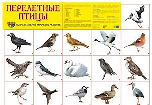 Перелётные птицы: демонстрационный плакат. А2