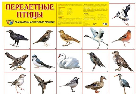 Книга Перелётные птицы: демонстрационный плакат. А2 () — 1