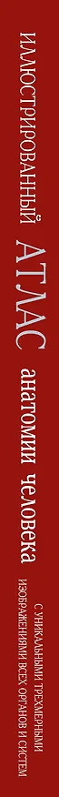 Книга Новый атлас анатомии человека (ISBN 5-17-012340-X в суперобложке "Иллюстрированный атлас анатомии человека") (Ричард Уолкер) — 3