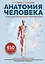 Анатомия человека. Опорно-двигательный аппарат, внутренние органы — 3165565 — 1