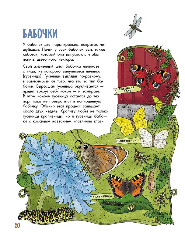 Книга Насекомые (Эмма Янссон) — 7