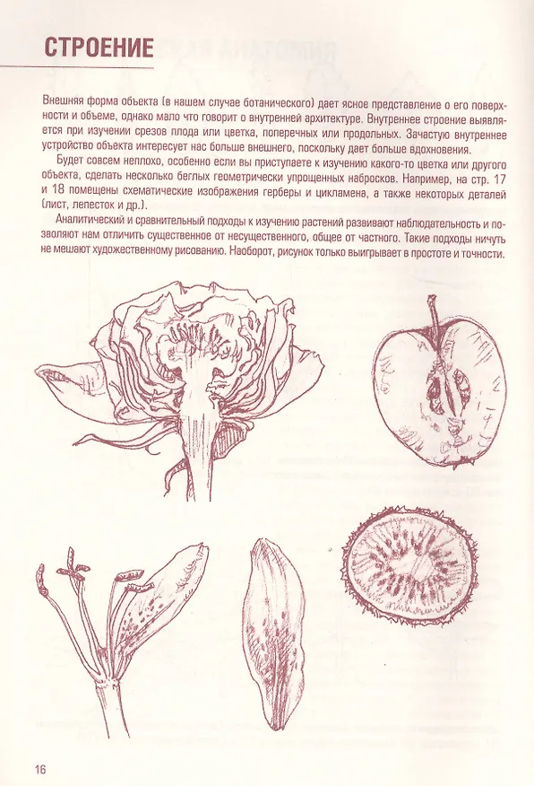 Книга Рисуем цветы, фрукты, овощи (Джованни Чиварди) — 2