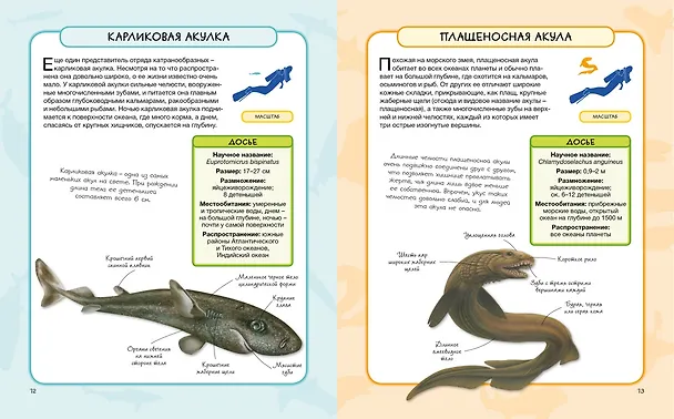 Книга Акулы и скаты (Камилла де ла Бедуайер) — 6