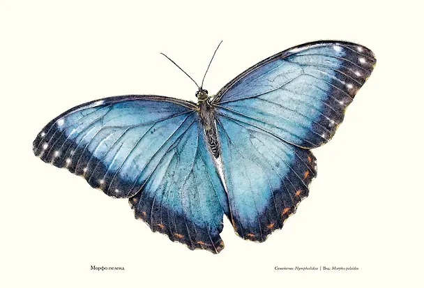 Книга Загадочный мир бабочек (Бен Ротери) — 9