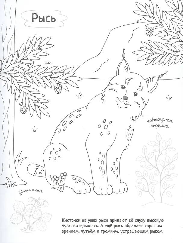 Книга Раскрась Россию (комплект из 2 книг) () — 3