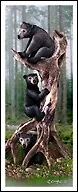 Закладка 3D Black Bears (Листопадова)