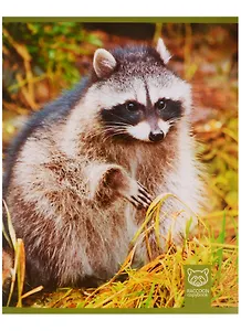 Тетрадь в клетку Unnika, "Очаровательные еноты", 48 листов, в ассортименте