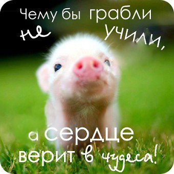Сувенир МАГНИТИК Магнит 6,5*6,5см "Приколы": "Чему бы грабли не учили..." 2361630 — 1