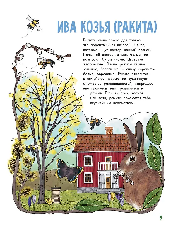 Книга Деревья (Эмма Янссон) — 13