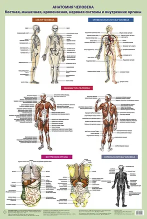 Книга Анатомия человека. Костная, мышечная, кровеносная системы и внутренние органы ()