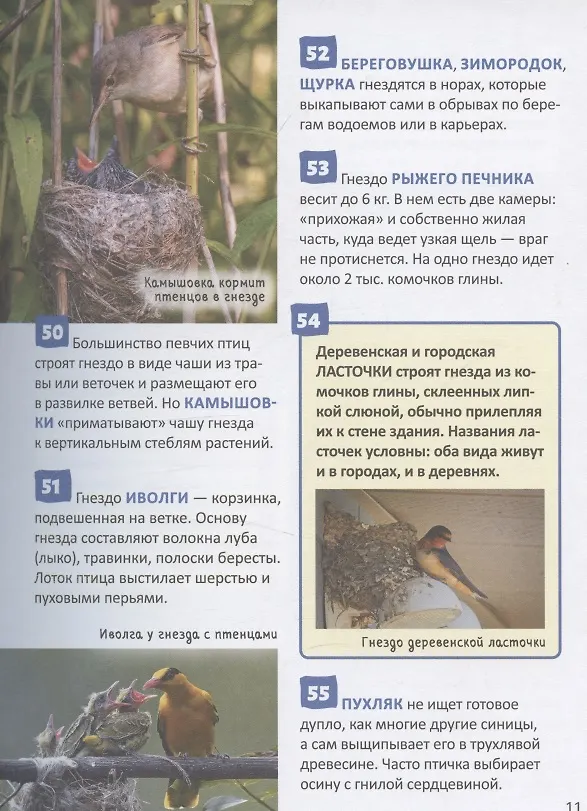Книга Птицы. Энциклопедия российского школьника (Пётр Волцит) — 4