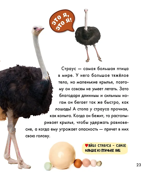Книга Птицы () — 12
