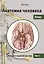 Анатомия человека. Атлас. Учебное пособие. В 3 томах. Том 3: Учение о нервной системе. 2-е изд., перераб. — 2610561 — 1