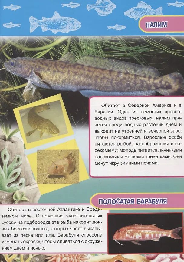 Книга Насекомые, рыбы и рептилии Европы (Василий Климов) — 5