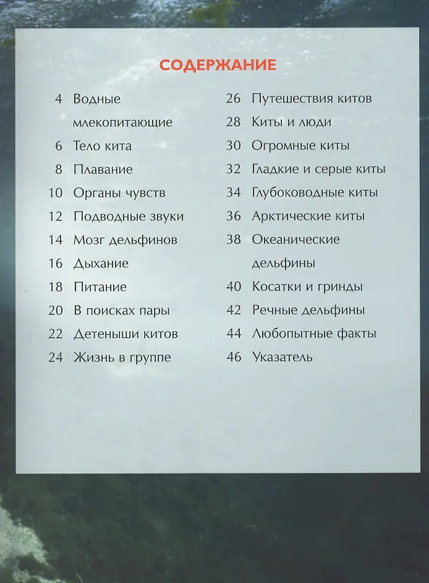 Книга Киты и дельфины (Сюзанна Дэвидсон) — 3