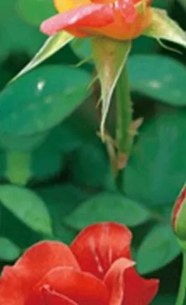 Закладка 3D 75 (Мир открытий) 2288116