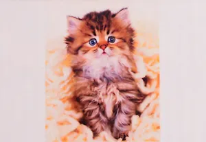 Алмазная мозаика ТМ Рыжий кот 30*40 (класс) полное заполнение c подрамником Пушистый серый котенок FC039