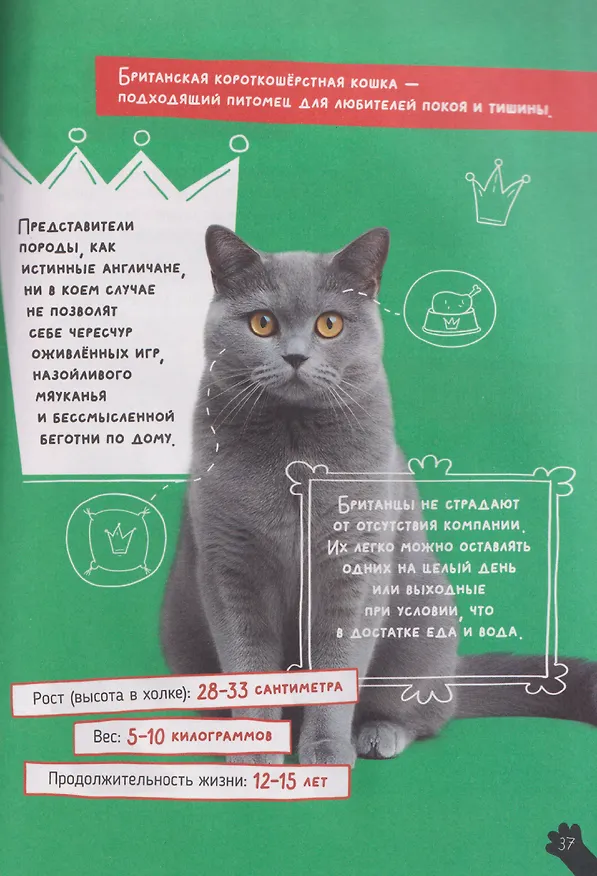 Книга Кошки. Большие секреты маленьких хищников. Энциклопедия для детей (Александра Хворост) — 4