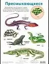 Пресмыкающиеся. Ящерицы