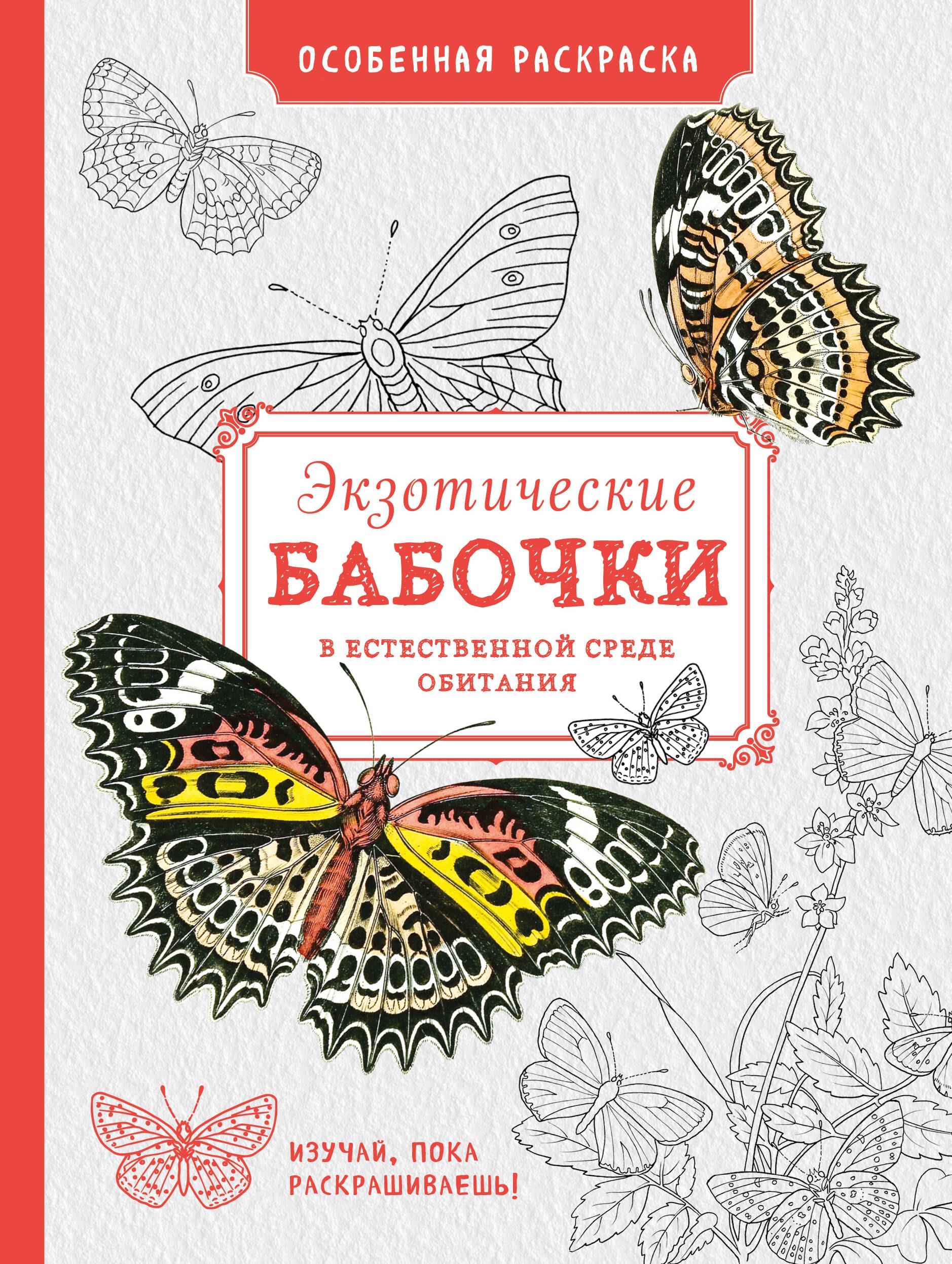 

Особенная раскраска: Экзотические бабочки