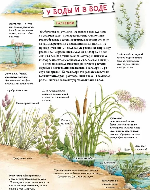 Книга Животные и растения рек, озёр и морей. BIObook А. Толмачёва (Сюзанна Риха) — 12