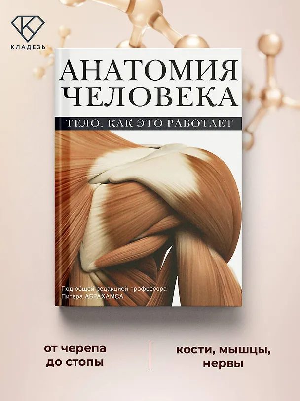 Книга Атлас анатомии Абрахамса (Питер Абрахамс) — 6