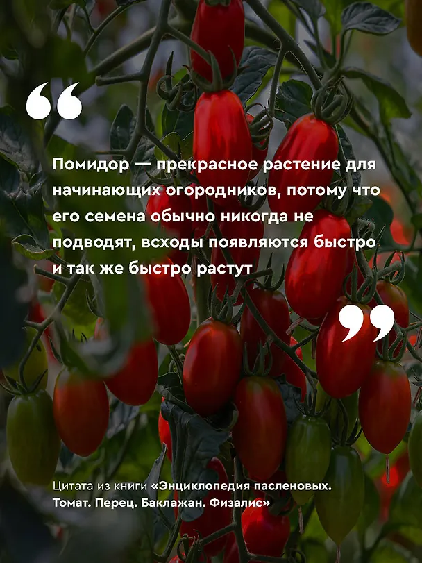 Книга Энциклопедия пасленовых. Томат. Перец. Баклажан. Физалис (Алёна Волкова) — 7