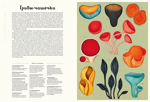 Книга Грибариум (Дэвид Л. Хауксворт, Лора М. Сьюз, Пепейн В. Кой, Каре Лиматайнен) — 14