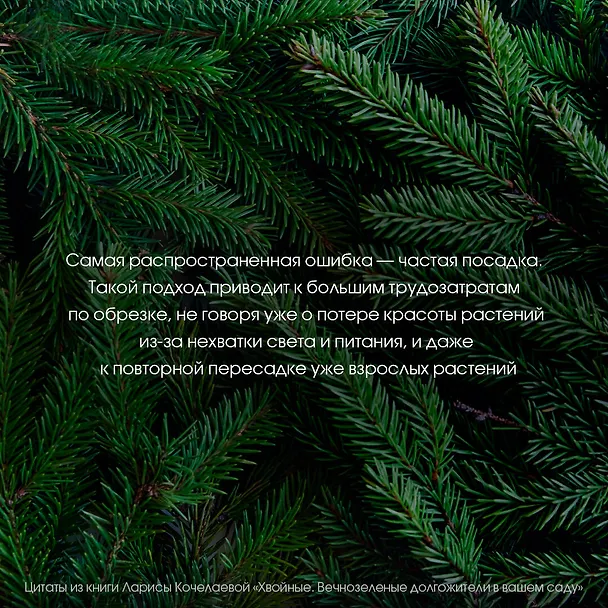 Книга Энциклопедия хвойных растений. Вечнозелёные долгожители в вашем саду (Лариса Кочелаева) — 11