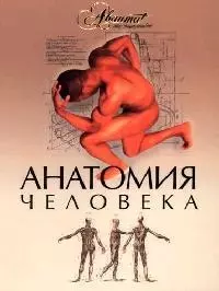 Анатомия человека — 2082394 — 1