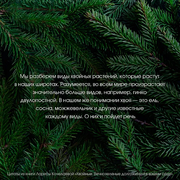 Книга Энциклопедия хвойных растений. Вечнозелёные долгожители в вашем саду (Лариса Кочелаева) — 9
