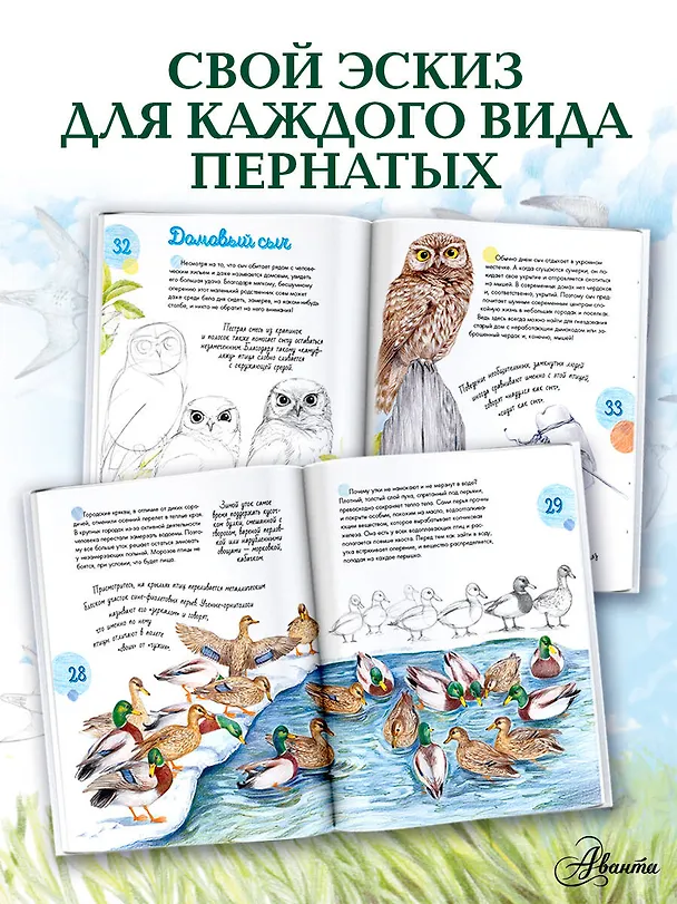 Книга Птицы в городе. 25 историй в фактах и рисунках (Наталья Габеева) — 7
