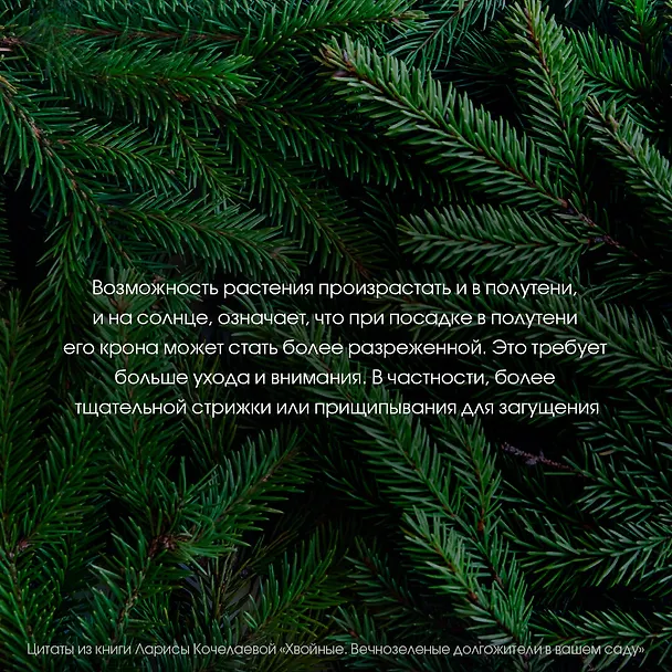Книга Энциклопедия хвойных растений. Вечнозелёные долгожители в вашем саду (Лариса Кочелаева) — 12