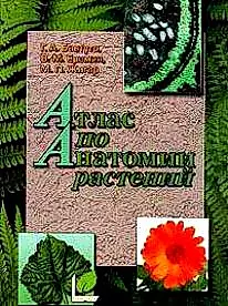 Атлас по анатомии растений: Учеб. пособие для вузов — 1905388 — 1