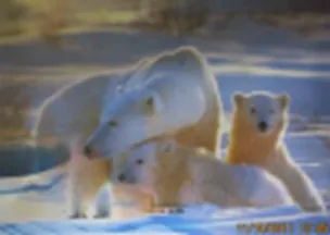 3D постер Белый медведь (3D PS 19) 2292897