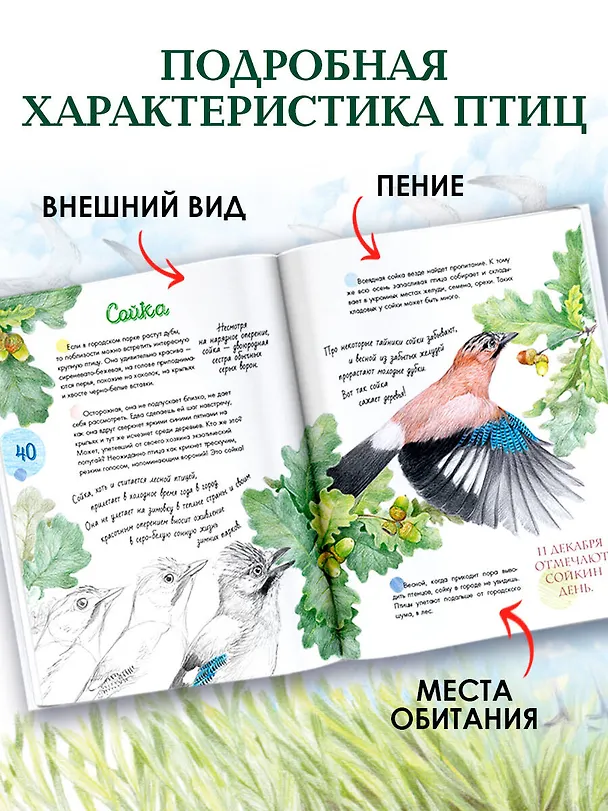 Книга Птицы в городе. 25 историй в фактах и рисунках (Наталья Габеева) — 6