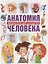 Анатомия человека.Энциклопедия для детей — 2686567 — 1