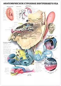 Анатомическое строение внутреннего уха. Преддверно-улитковый орган - орган слуха — 2142436 — 1