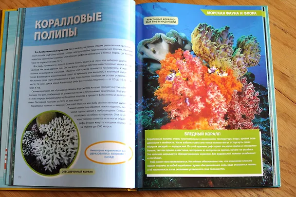 Книга Большая энциклопедия океана (Кристина Уилсдон) — 7