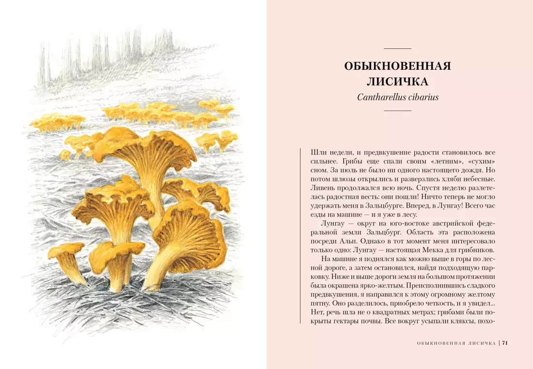 Грибы: Обитатели скрытого мира (Роберт Хофрихтер) - купить книгу с  доставкой в интернет-магазине «Читай-город». ISBN: 978-5-389-17337-8