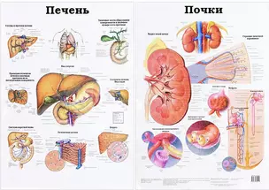 Плакат.Мед.Почки.Печень — 2053938 — 1