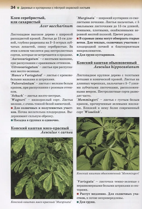 Книга Атлас декоративных деревьев и кустарников (Татьяна Коновалова) — 3
