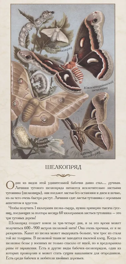 Книга Насекомые. …В розе пышной и пахучей, нежась, спит блестящий жук () — 5